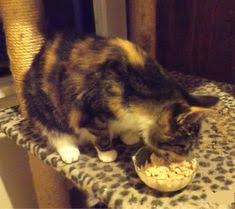 Is it something to include in the diet daily or only for a short period of. 10 Best Bone Broth For Cats Ideas Homemade Cat Food Bone Broth Feline Health