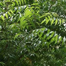 Belum lagi kocokan tangan mama yg halus.kemudian pak udin mencabut mulutnya dari mulutmama.kemudian dijepitnya kontolnya di belahan payudara mama. Anak Pokok Semambu Kebuna Putrajaya