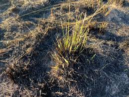 Image result for Hyperthelia dissoluta