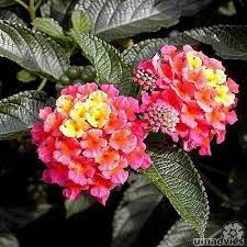 Lantana Camara Wisselbloem Bourbontje Of Verkleurbloem Met Exotische Bloemen Wisselbloem Planten Vaste Planten