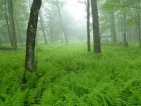 Tremendous Trees