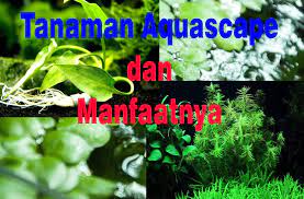 Ikan yang suka merusak dan memakan tanaman, seperti ikan koki, komet dan koi. 24 Jenis Tanaman Aquascape Dan Manfaatnya Dosenpertanian Com