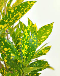 Image result for Croton