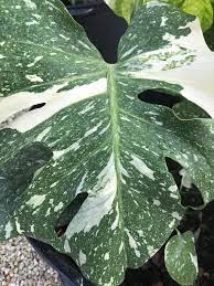 Monstera Thai Constellation Deliciosa Variegata Mother Plant Plants Monstera