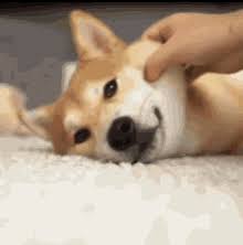 Shiba Inu Gifs Tenor Pinterest • the world's catalog of ideas. shiba inu gifs tenor