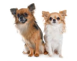 A long haired chihuahua puppy, or full grown dog, can be moderately difficult to train. 1 930 Long Hair Chihuahua Stock Photos And Images 123rf