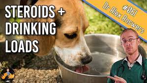 Can Drinking Too Much Be Harmful To A Dog On Steroids Our Pet S Health