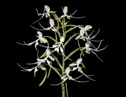 Image result for Habenaria indiana