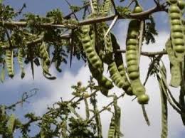 Image result for Acacia brevispica