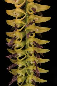 Image result for Bulbophyllum cochleatum