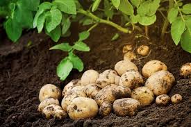 Tendez un cordeau pour avoir des rangs bien alignés, en espaçant ces derniers de 80 mètres. Quand Recolter Les Pommes De Terre Gamm Vert