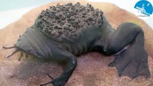 Maybe you would like to learn more about one of these? Amfibia Untuk Kanak Kanak Katak Salamander Dan Kodok