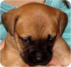 Is a not for profit organization dedicated to rescuing abused, abandoned and neglected boxers and securing them forever homes. Jacksonville Fl Boxer Meet Oakley A Pet For Adoption
