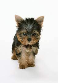 Facts On The Brave Yorkie Puppies Health Yorkshireterriercute Yorkshireterrierofinsta Y Yorkshire Terrier Puppy Yorkie Yorkshire Terrier Puppies Yorkie Dogs