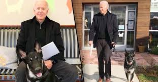 He is an actor, known for парки и зоны отдыха. Verkiezing Joe Biden Zorgt Voor Primeur In Witte Huis Eerste Asielhond Ooit