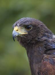 A Very Wet Harris Hawk Pet Birds Birds Of Prey Harris Hawk