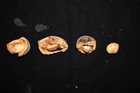 Image result for Platysepalum