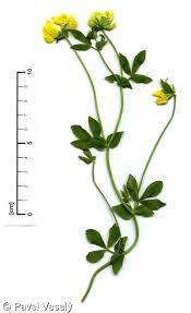 Image result for Lotus corniculatus