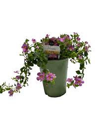 Image result for foto bacopa