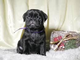 Pug puppies in dogs & puppies for sale. How Much Are Pug Puppies