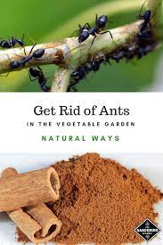 First, as a general rule, check on your garden plants often. Natural Ways To Get Rid Of Ants In Your Vegetable Garden Gardening Channel