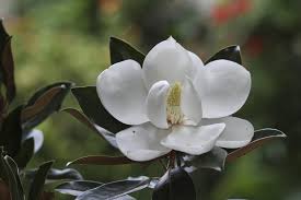 Names of flowering trees australia. The Greatest Small Evergreen Trees In Australia