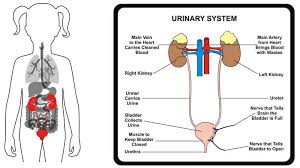 We did not find results for: Parents Guide To Urinary Tract Infections Utis
