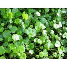Image result for Hydrocotyle sibthorpioides