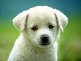 50 things to make you say awww very cute puppies really cute dogs cute puppy wallpaper