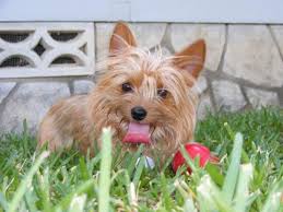 Check spelling or type a new query. Lost Dog San Antonio