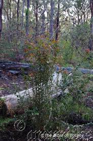 Image result for Alangiaceae