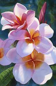 Plumeria Iii Artist Kathleen Alexander Flower Drawing Flower Painting Floral Watercolor