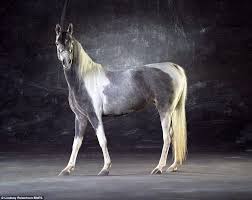 Square foot productions offers professional editing and virtual staging services for real estate images. The Perfect Portrot Photographer Creates 3 000 Square Foot Backdrop To Capture Stunning Pictures Of Horses In All Their Glory Horses Horse Pictures Beautiful Horses
