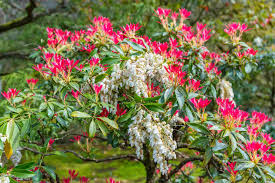 Deer are browsers, and have the habit of nibbling here and there as they. 10 Best Deer Resistant Shrubs For Landscaping
