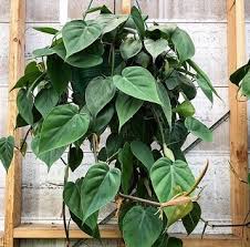Water your philodendron heartleaf well and allow the top 50% of the soil to dry before watering again. Repotting Philodendron Plant Sunday Gardener