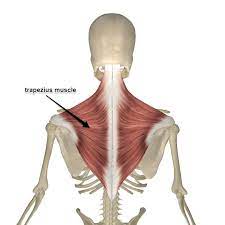 The Trapezius Muscle This Month S Muscle Of The Month Muscle Anatomy Neck Muscle Anatomy Yoga Anatomy