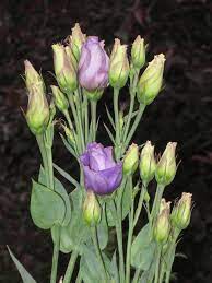 Lisianthus Eustoma Grandiflorum Beautiful Flowers Lisianthus Plants