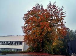 Herbst Iserlohn Laub Baum Regen Shietwetter Sauerland Nordrheinwestfalen Nrw Laub Sauerland Nordrhein Westfalen