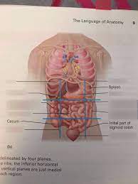 In the anatomical position (figure 1.1), the body is upright with the feet pointed forward, eyes looking straight ahead, and arms hanging at the sides with the palms facing forward. Bio 141 Anatomical Position Orientation Planes Cavities Quadrants And Regions Diagram Quizlet