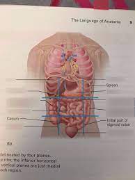 This will be useful if you plan to enter a healthcare. Bio 141 Anatomical Position Orientation Planes Cavities Quadrants And Regions Diagram Quizlet