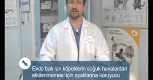 Sokaktaki Kedi Kopek Ve Kuslar Usurmu Onlara Nasil Yardimci Olabiliriz Youtube Kopek Kedi Kedi Kopek