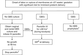 Sample Algorithm For Group B Streptococcus Gbs Prophylaxis For Women Download Scientific Diagram