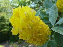 Pineapple Broom Tree Information Growing And Pruning Moroccan Pineapple Trees
