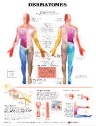 Their visual nature means memory storage and recollection of information is a breeze, while the concise written definitions provide a straightforward memory cue as to the body part's function. Https Www Henryschein Com Assets Medical 1150857 Pdf