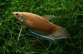 Fwbettas1486310277 Let S Preserve Wild Betta Enisae Pair Betta Betta Fish Betta Aquarium