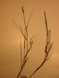 Image result for Setaria parviflora