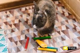 Nibble meaning, definition, what is nibble: What Do You Do If Your Rabbit Nibbles Everything