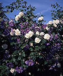 Maybe you would like to learn more about one of these? Rosa Mme Alfred Carriere And Clematis Perle D Azur Clematis Famous Gardens My Secret Garden
