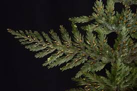 Image result for Abrodictyum rigidum