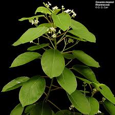 Image result for Gouania